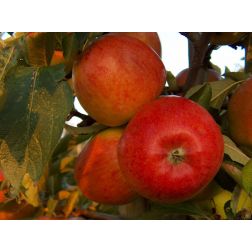 Braeburn