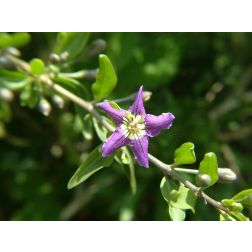 Lycium chinense ‘Korean Big’