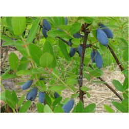 Lonicera kamtschatica