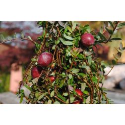 Vaccinium macrocarpa