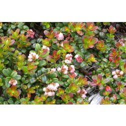 Vaccinium vitis-idaea