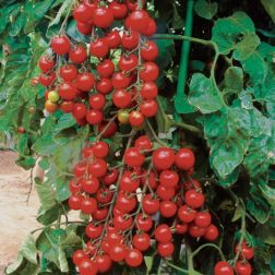 Cherrola F1