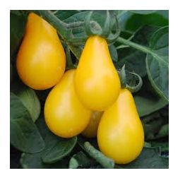 Red Pear,yellow pear