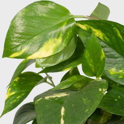 Epipremnum/scindapsus szobanövény 15 cm-es felakasztható cserépben