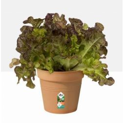 Elho Green Basics Growpot 13 cm Mild Terra, műanyag kaspó