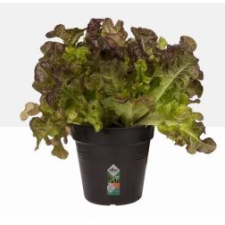 Elho Green Basics Growpot 19 cm Living Black műanyag kaspó