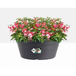 Elho Green Basics Bowl Living Black műanyag növénytartó 38 cm