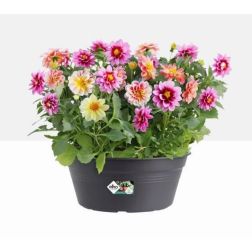 Elho Basics Bowl műanyag ültetőtál fekete 27 cm