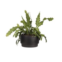 Elho Pure Grade Bowl műanyag ültetőtál fekete 47 cm