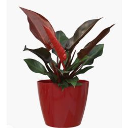 Artevasi San Remo 12 cm műanyag kaspó Dark Red