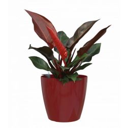Artevasi San Remo 36 cm Self Water Dark Red önöntöző műanyag kaspó