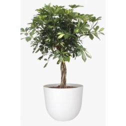 Artevasi Havana Natural Granite műanyag növénytartó 40 cm