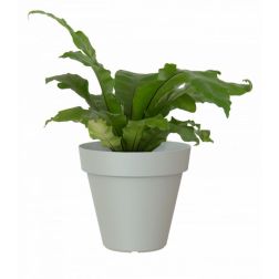 Artevasi Capri Light Grey műanyag növénytartó 80 cm