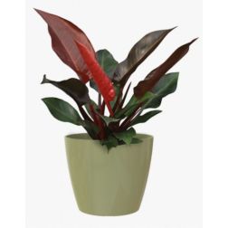 Artevasi San Remo Eucalyptus Green műanyag növénytartó 6 cm