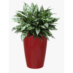 Artevasi Santorini Dark Red műanyag növénytartó 29 cm