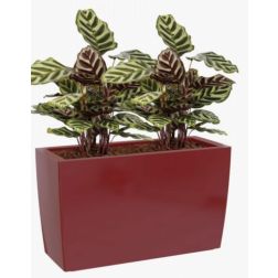 Artevasi Marbella Dark Red műanyag növénytartó 30 cm