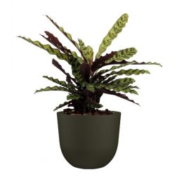 Artevasi Havana Natural Moss Green műanyag növénytartó 50 cm