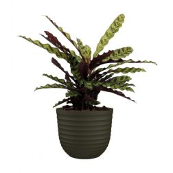 Artevasi Havana Waves Moss Green műanyag növénytartó 30 cm