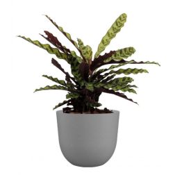 Artevasi Havana Natural Limestone Grey műanyag növénytartó 50 cm