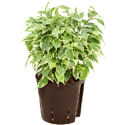 Ficus szobanövény több változatban 12 cm-es cserépben