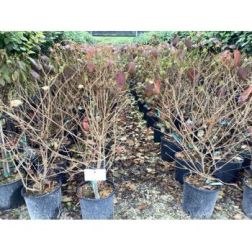 VIBURNUM PLICATUM MOLLY SCHROEDER (R)  CLT. 10  Redős levelű bangita