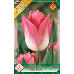 Tulipa triumph dynasty rózsaszín-fehér triumph tulipán virághagyma 6 darab