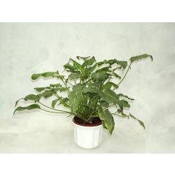 filodendron Xanadu fajtája