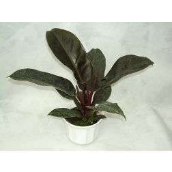 piruló filodendron Red Emerald fajtája
