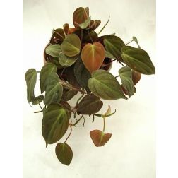 szívlevelű filodendron, szívlevelű levélfa