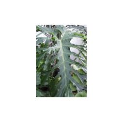 szeldeltlevelű filodendron, sokszárnyú levélfa