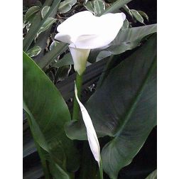 Calla