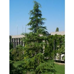 Himalájai cédrus, deodárcédrus