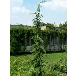 Himalájai cédrus, deodárcédrus Pendula fajtája