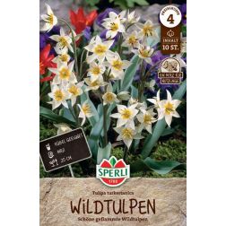 Sperli Tulipa turkestanica tulipán virághagyma 10 db