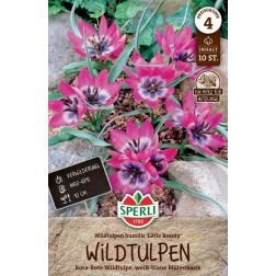 Sperli Tulipa Little Beauty tulipán virághagyma 10 db