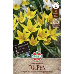 Sperli Tulipa urumiensis tulipán virághagyma 8 db