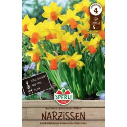 Sperli Narcissus Jetfire n&aacute;rcisz vir&aacute;ghagyma 5 db