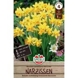 Sperli Narcissus T&ecirc;te &agrave; T&ecirc;te n&aacute;rcisz vir&aacute;ghagyma 5 db