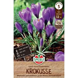 Sperli Crocus Grand Maitre kr&oacute;kusz vir&aacute;ghagyma 12 db