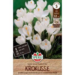 Sperli Crocus Jeanne d`Arc kr&oacute;kusz vir&aacute;ghagyma 12 db