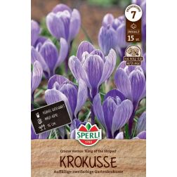 Sperli Crocus King of the Striped kr&oacute;kusz vir&aacute;ghagyma 15 db