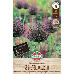 Sperli Allium atropurpureum d&iacute;szhagyma vir&aacute;ghagyma 3 db