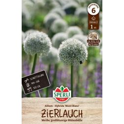 Sperli Allium Mont Blanc d&iacute;szhagyma vir&aacute;ghagyma 1 db