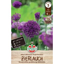 Sperli Allium Purple Sensation d&iacute;szhagyma vir&aacute;ghagyma 6 db