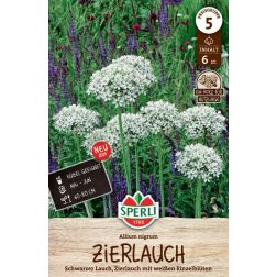 Sperli Allium Allium nigrum d&iacute;szhagyma vir&aacute;ghagyma 6 db
