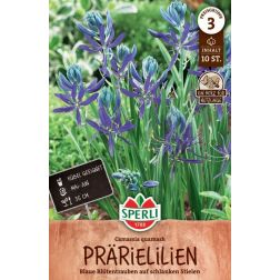 Sperli Camassia quamash prérigyertya virághagyma 10 db