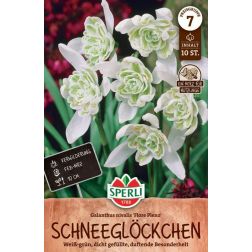 Sperli Galanthus Flore Pleno hóvirág virághagyma 10 db