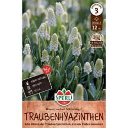 Sperli Muscari White Magic gyöngyike virághagyma 12 db
