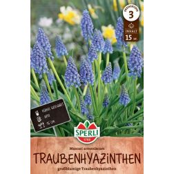 Sperli Muscari armeniacum gyöngyike virághagyma 15 db