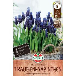 Sperli Muscari latifolium gyöngyike virághagyma 15 db